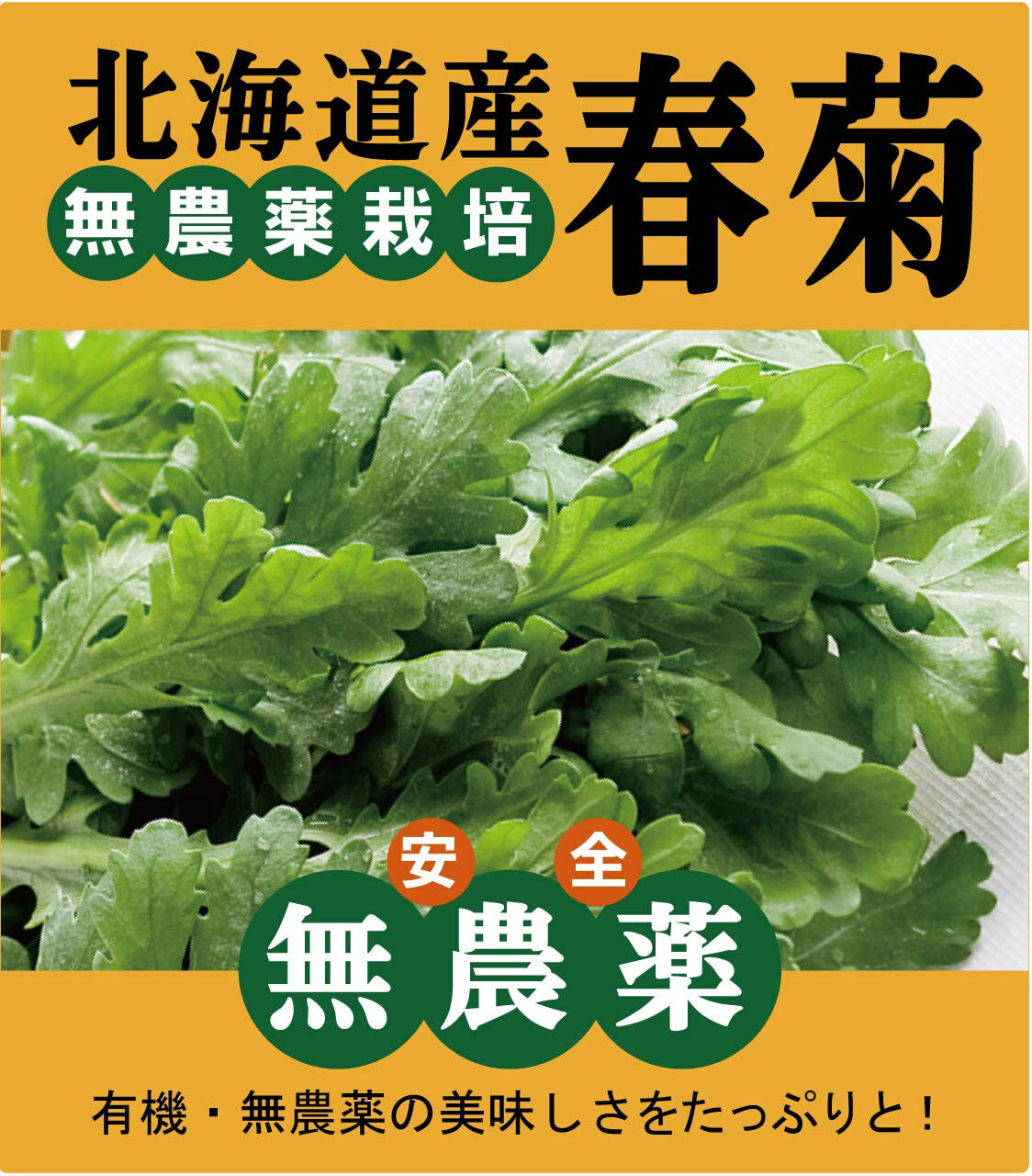 ◎生産者：上島農園（北海道新ひだか町道）農薬0回・化肥0回 ★春菊は緑黄色野菜でもトップクラスの栄養があります。 抗酸化作用があり、体内でビタミンAに変わるβカロテン、 皮膚や粘膜を健やかに保ち、風邪予防にも重要なビタミンC、 強い骨づくりに必要なカルシウム、貧血予防に役立つ鉄分、 妊娠初期の女性にはとても大切な葉酸などもたっぷり含まれています。 生で食べると苦そうなイメージですが、生でも美味しいんです。 お鍋でもグツグツ煮込まないで、サッとゆでて食べるの方が絶対に美味しいんです。煮込み過ぎると、味も栄養も台無し。これから大活躍！ みんなにうれしい 春菊。 春菊は緑黄色野菜でトップクラスの栄養の宝庫。 抗酸化作用があり、体内でビタミンAに変わるβカロテン 皮膚や粘膜を健やかに、風邪予防に重要なビタミンC 強い骨づくりに必要なカルシウム、貧血予防に役立つ鉄分 妊娠初期の女性にはとても大切な葉酸もたっぷり。 にがそうなイメージですが、生でも美味しいんです。 さっと湯通しして食べるのがコツです。 お鍋でも、煮込みすぎると苦味が出てきます。 早めにお召し上がりください。 お野菜の発送は月曜日と金曜日のみとなりますのでご了承ください。