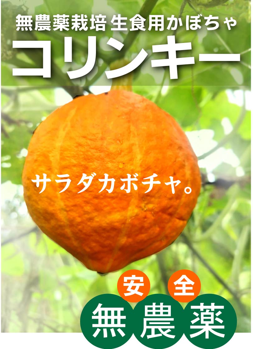 ハロウィンに生食用かぼちゃ　無農薬コリンキー1個（約500g～1kg） 無農薬栽培・無添加群馬県産★ほのかな甘みがありズッキーニやきゅうりのようなコリコリ食感。生で食べられるサラダかぼちゃです。※ハロウィンのシールなどは付いていません。