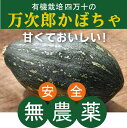 四万十の有機 万次郎かぼちゃ1個（約1.3kg～1.6kg） ★高知県産・有機JAS認証（農薬0回・化肥0回）★ポタージュスープや形の面白さを利用してスイーツやグラタンにも。