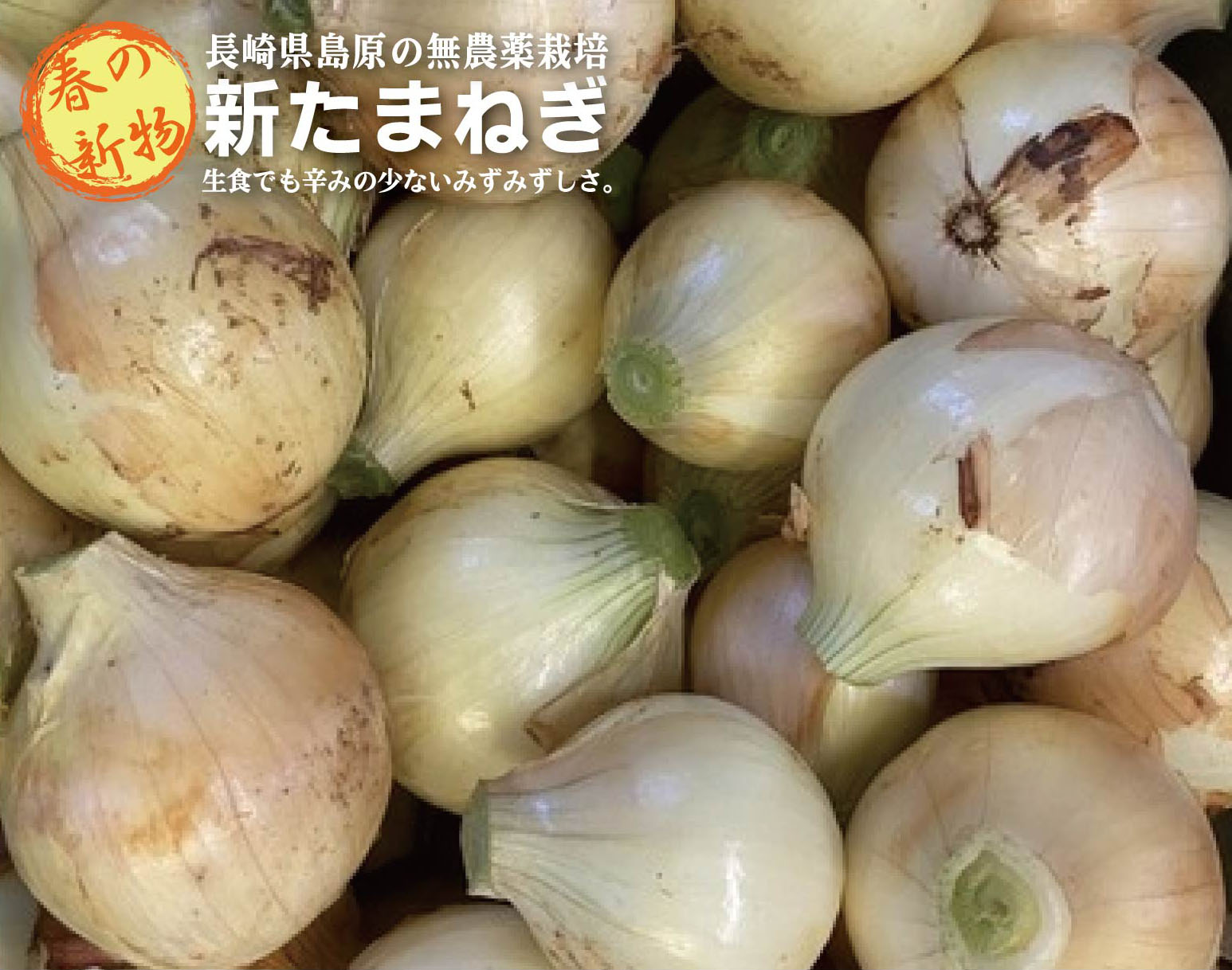 無農薬　新玉ねぎ1kg★無農薬・無添加★長崎県南島原市産★品種：極早生の「スーパーアップ」のサムネイル