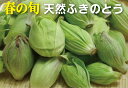 春の旬　天然物　ふきのとう100g×1パック★無農薬・無添加★岩手県産★100gでふきのとう約6～7個