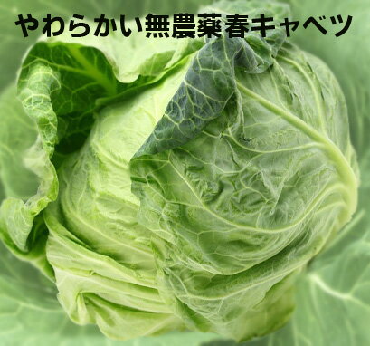 無農薬　春キャベツ（中玉～）1個★千葉県産★無農薬・無添加★品種：若峰など（春キャベツ）のサムネイル