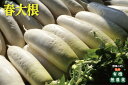 ◎生産者：さんぶ野菜ネットワーク（千葉県山武市）有機JAS認証（無農薬・無添加）葉切り・洗いの大根です。 ◎簡単・節約！テリテリ甘辛みその豚バラ大根 レシピ ■材料（約4人分） 大根：中1/3本 豚バラ肉：150g ゴマ油：大さじ1 A醤油・みりん・砂糖：大さじ1と1/2 Aみそ：大さじ1 Aショウガ：1/2カケ A顆粒だし：小さじ1 ◎作り方 1．ショウガを千切りにし、大根は皮を剥き乱切りにし豚バラ肉は5cm程度に切ります。 2．フライパンにゴマ油を入れ、中火にかけて豚肉の色が変わってくるまで炒めます。 3．2に大根を加えたら同じく中火で炒め、大根が透き通ってきたら調味料Aをからめて数分煮詰めできあがりです。 4．※柔らかい大根がお好みの場合は顆粒だしにお水50ccを加えて蓋をしてお好みのかたさになるまで煮ます。最後に蓋無しで煮詰めてくださいね。みずみずしい！ 春大根。 いかがですか。 お野菜の発送は月曜日と金曜日のみとなりますのでご了承ください。