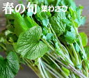 春の旬　天然物　葉わさび約100g×1パック★天然物です。もちろん無農薬・無添加★岩手県産