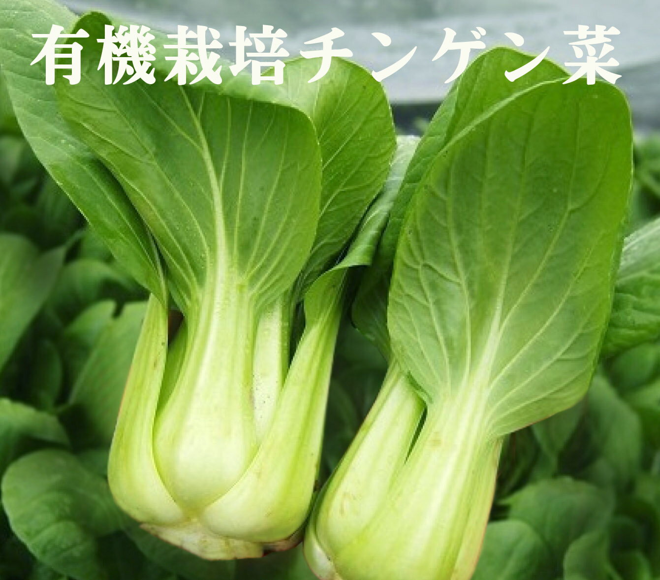 有機チンゲン菜（約200g：2～3株入り