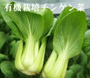 有機チンゲン菜(約200g:2〜3株入り)×1パック★有機JAS(無農薬・無添加)★山梨産