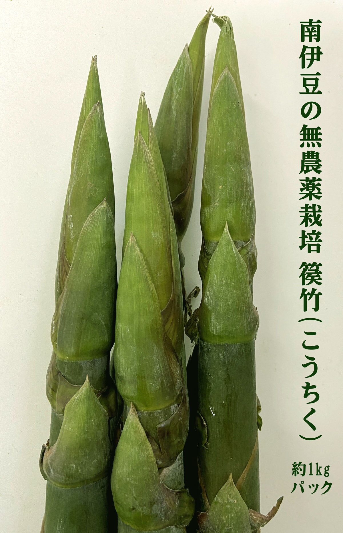 ◎生産者：ガイアシステム　山本　剛（静岡県南伊豆町）農薬0回・化肥0回珍しい春の旬。 篌竹(こうちく）。 篌竹(こうちく）は山本剛さんが九州の竹の研究家から 分けていただいたもので、竹としては静岡県内の富士竹類植物園にも 植生してますがタケノコで収穫しているのはまだ珍しいです。 中国の竹の書籍には味が良い竹として紹介されています。 おすすめの食べ方は、生のまま刻んで汁物や炒め物の具材にしたり 茹でてマヨネーズの様なソースをつけて食べたり 簡単な調理で済ませますが、 水分が少ないので天ぷらが美味しいと思います。 お野菜の発送は月曜日と金曜日のみとなりますのでご了承ください。