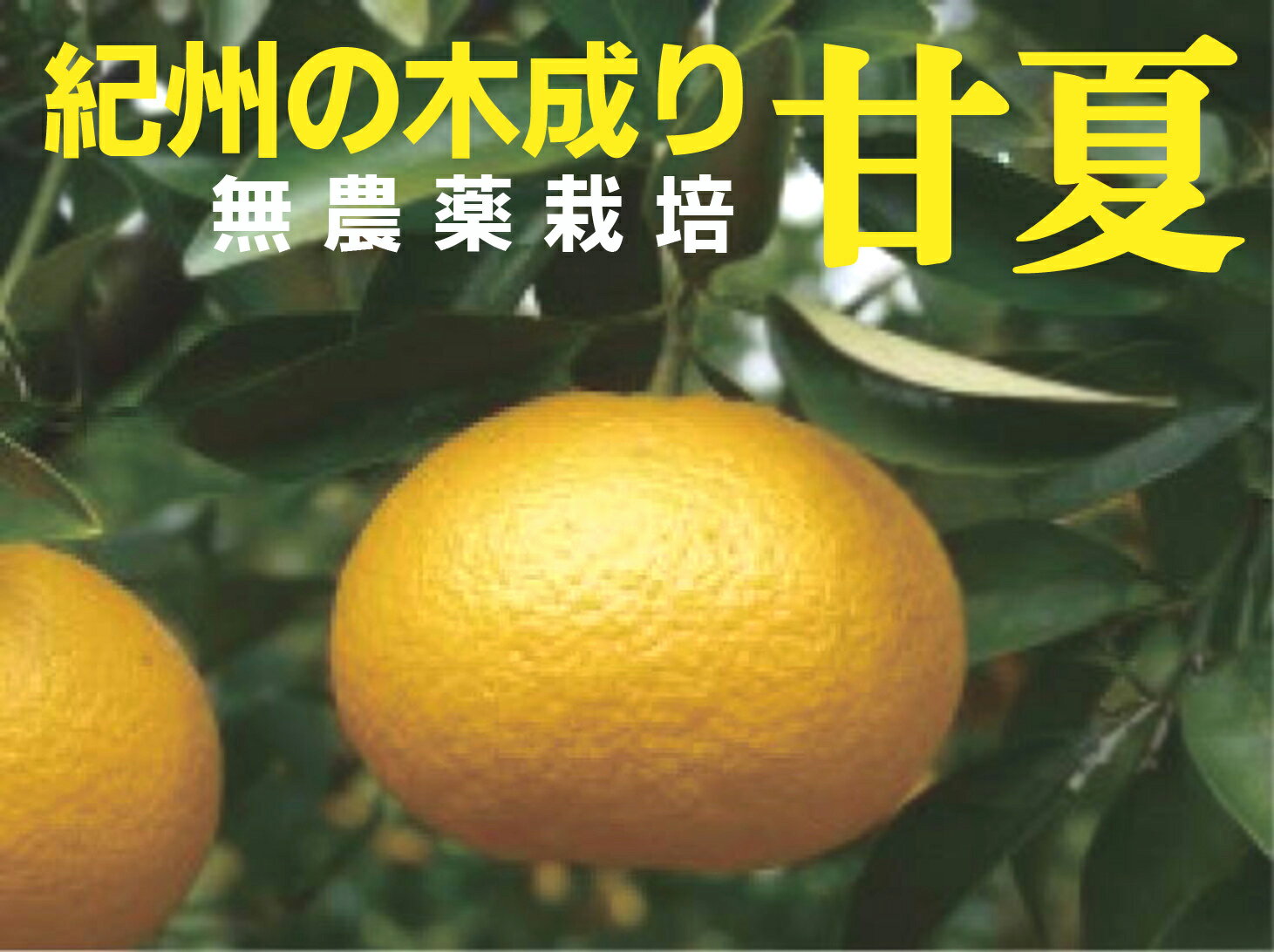 ◎生産者：グリーンジャンクション（和歌山県紀ノ川市）　農薬0回・化肥0回収穫まで樹上で完熟させています。甘味と酸味・苦味のバランスが良くなります。