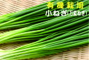 有機 万能ねぎ 小ねぎ100gパック★有機JAS認証(無農薬・無添加)★島根県産