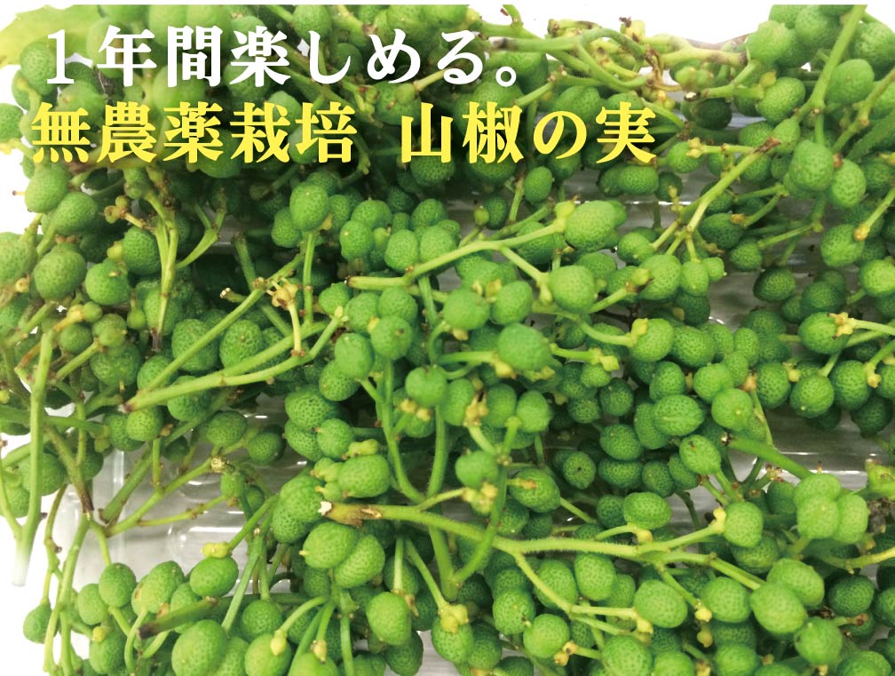 無農薬 山椒の実 50gパック★無農薬・無添加★和歌山県産★ちりめん山椒や薬味として1年楽しめます。