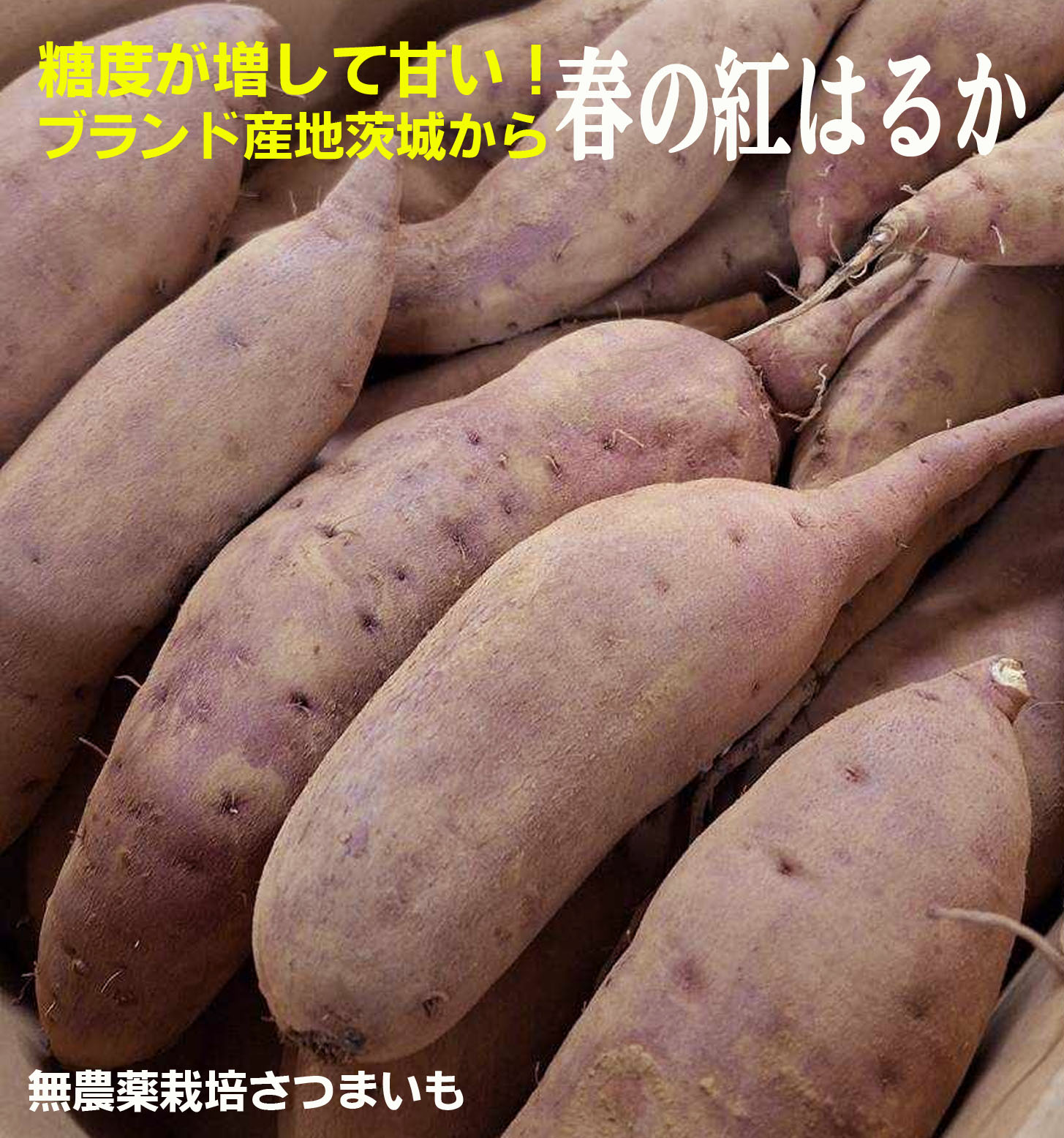 ○生産者：飯塚功（茨城県鉾田市）農薬0回・化肥0回◆茨城のさつまいもブランド産地から！ さつま芋名人の飯塚功さんがさつまいもを栽培している茨城県鉾田市は行方台地と呼ばれ、その土壌は赤土で水はけがよく、美味しいさつまいもの産地として知られてい...