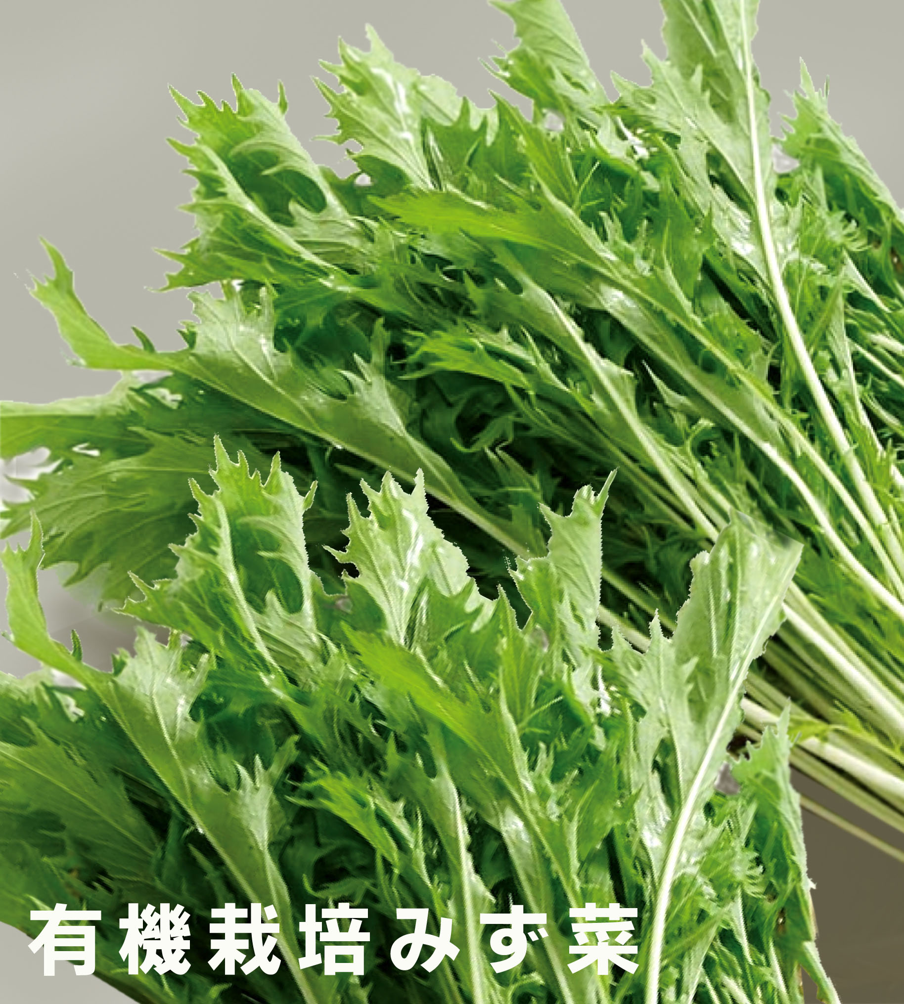 有機みず菜 無農薬水菜150g×1パック★有機JAS・無添加★島根産