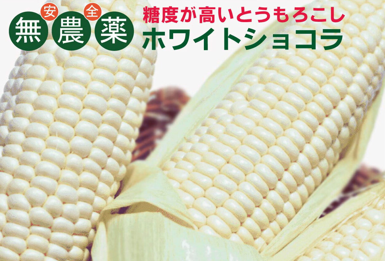 無農薬 北海道産 白とうもろこし・ホワイトショコラ（L・2L）2本★ピュアホワイトより甘く白いとうもろこし★無農薬・無添加のサムネイル