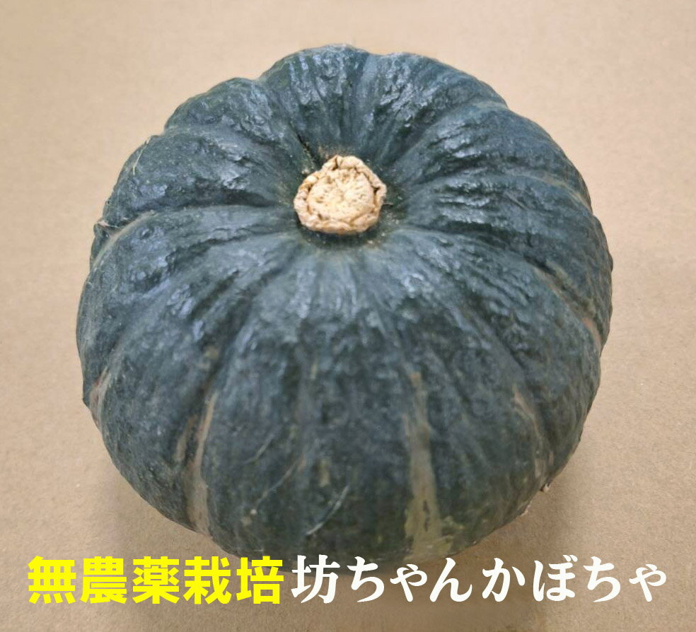 無農薬かぼちゃ　坊ちゃんかぼちゃ1個（約350～400g） 無農薬・無化成肥料北海道産かぼちゃ1玉のサムネイル