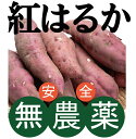 無農薬さつま芋 紅はるか700gパック（2～3本入り）★無農薬 無添加★千葉県産