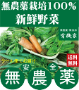 無農薬100%・旬の新鮮野菜セット(約10品目)(送料無料・月、水、金曜日発送)★有機家の長年の人気野菜セット★卵同梱セットや牛乳同梱セットも有ります。