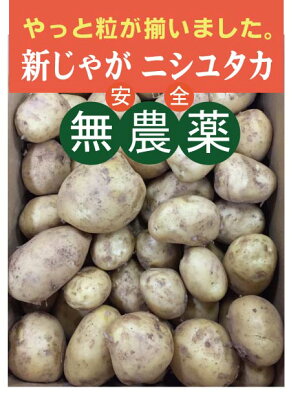 売上実績no 1 長崎産 にしゆたか 無農薬 s 2l混 新じゃが にしゆたか10kg s 2l混 無農薬 無添加 芽止め処理無し食品 ジャガイモ 長崎産 新じゃが 新じゃが にしゆたか10kg s 2l混 無農薬 無添加 芽止め処理無し 有機家 売上実績no 1 長崎産 にしゆたか 無農薬 s 2l混 新じゃが にしゆたか10kg s 2l混 無農薬 無添加 芽止め処理無し食品 ジャガイモ 長崎産 新じゃが 新じゃが にしゆたか10kg s 2l混 無農薬 無添加 芽止め処理無し 有機家