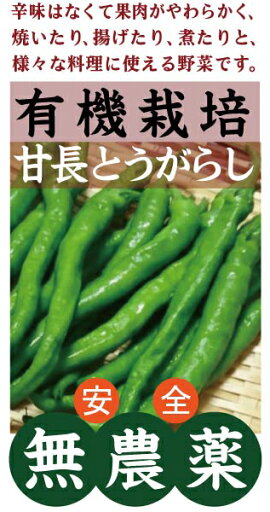 有機唐辛子甘長とうがらし 100gパック★有機JAS認証・無農薬・無添加★沖縄県宮古島産 有機唐辛子甘長とうがらし 100gパック★有機JAS認証・無農薬・無添加★沖縄県宮古島産