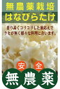 もりのわ 無農薬はなびらたけ 100g×2パック