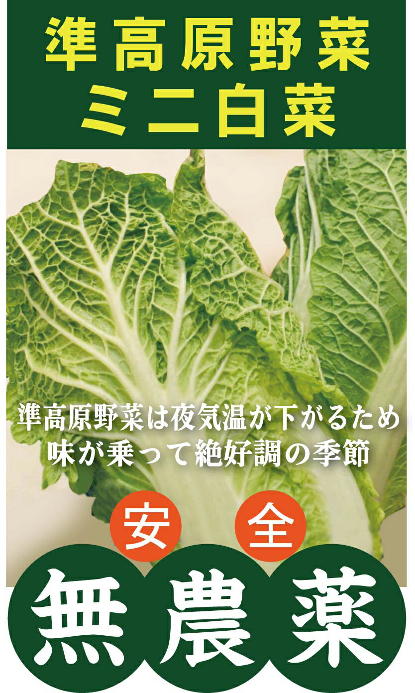 人気 白菜 はくさい 1本 九州産 大分 熊本 福岡産