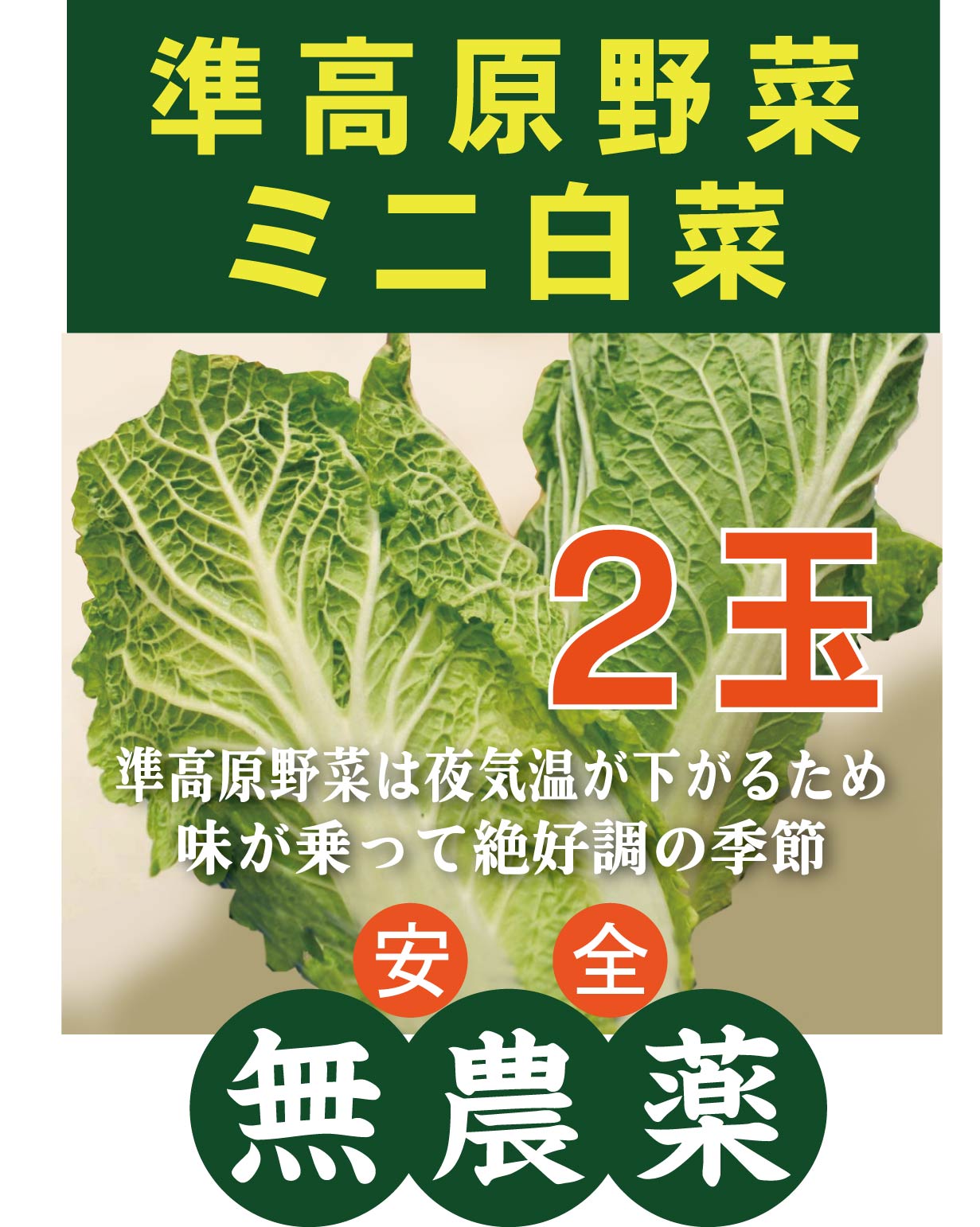 無農薬白菜　ミニ白菜（約300g～500g）×2玉★無農薬・無添加★群馬産