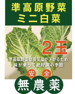 無農薬白菜 ミニ白菜(約300g~500g)×2玉★無農薬・無添加★群馬産