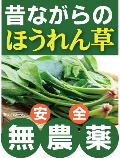 無農薬ほうれん草200g×1パック★有機JAS・無農薬・無添加★千葉県産 無農薬ほうれん草200g×1パック★有機JAS・無農薬・無添加★千葉県産