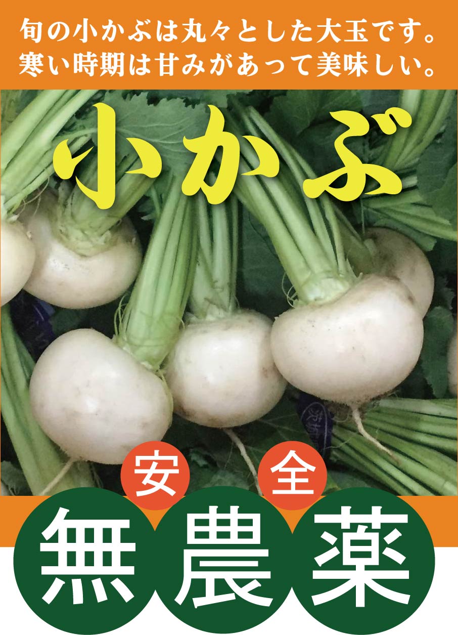 有機小かぶ　葉付き（1束3～5株）×1パック★千葉県産★無農薬・無添加