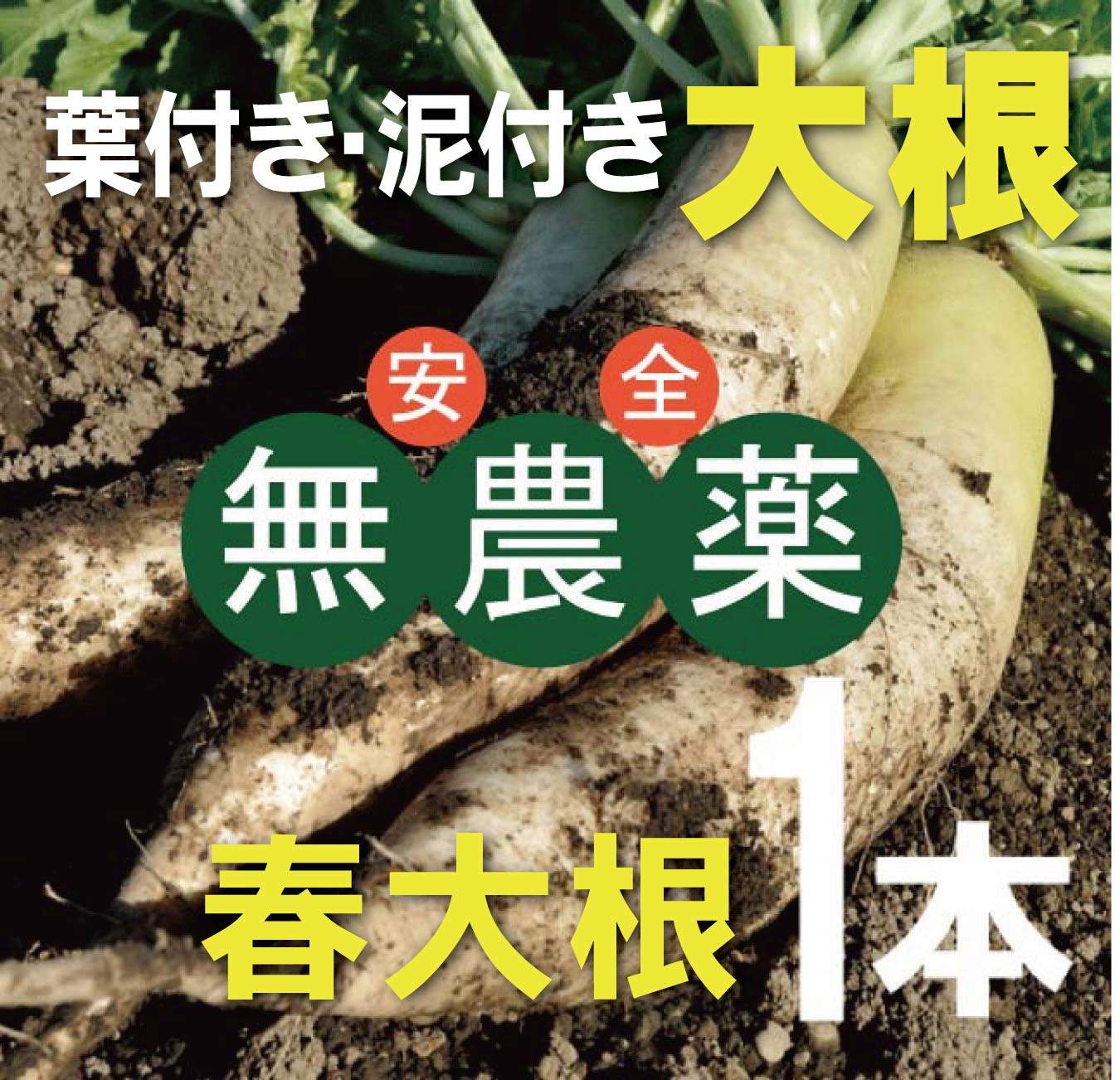 無農薬大根(葉付・泥付)1本★千葉産★無農薬・無添加★葉付きでない場合もあります。