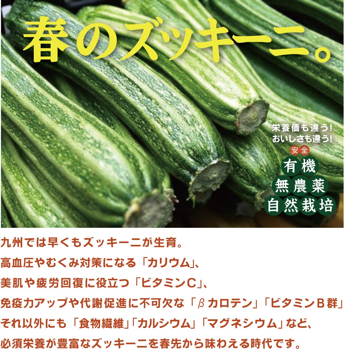 無農薬ズッキーニ　 2本 （1本パック×2） ★（無農薬・無添加）★千葉産