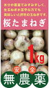 無農薬玉ねぎ 桜たまねぎ 1kg★水の子会(熊本県八代郡)(無農薬・無添加)