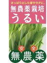 春の旬 無農薬うるい 約150gパックくせの無い味と、しゃきっとした歯ごたえがやみつきになりそう。★無農薬・無添加★岩手県産
