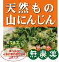 ◎生産者：平庭牧場（岩手県山形村）★葉っぱが人参の葉に似ている山菜です。（野生の人参ではありません。）お野菜の発送は月曜日と金曜日のみとなりますのでご了承ください。