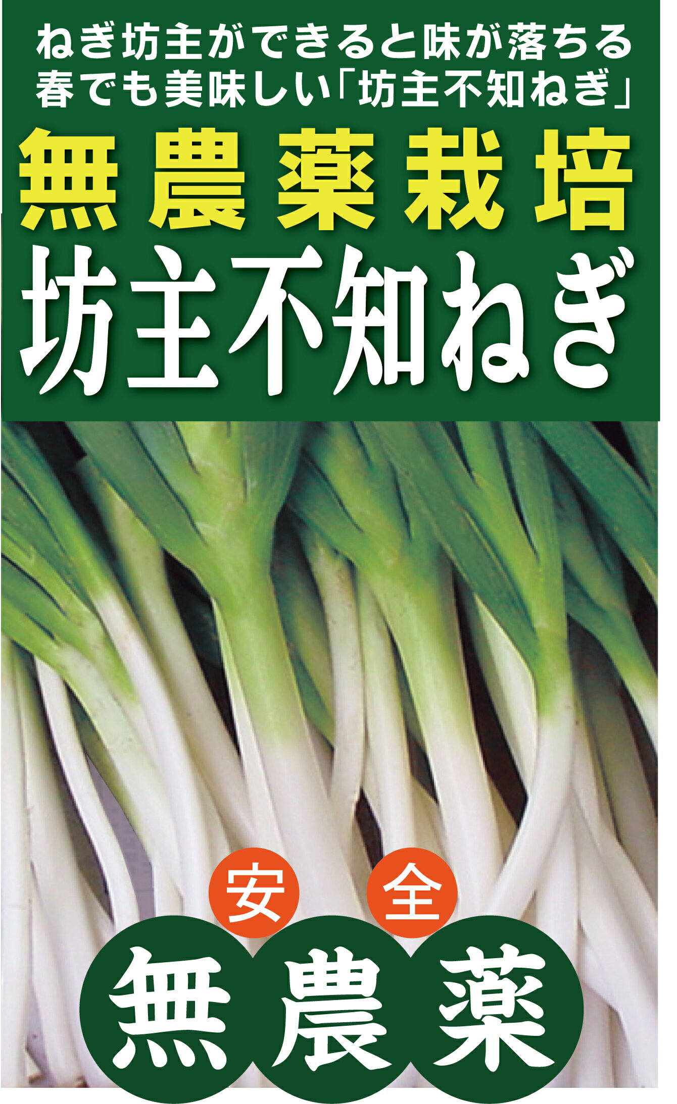 無農薬長ねぎ　坊主不知ねぎ約300gパック★群馬産：ねぎ名人のねぎ★無農薬・無添加★ねぎ坊主のできない、春でも美味しいねぎ