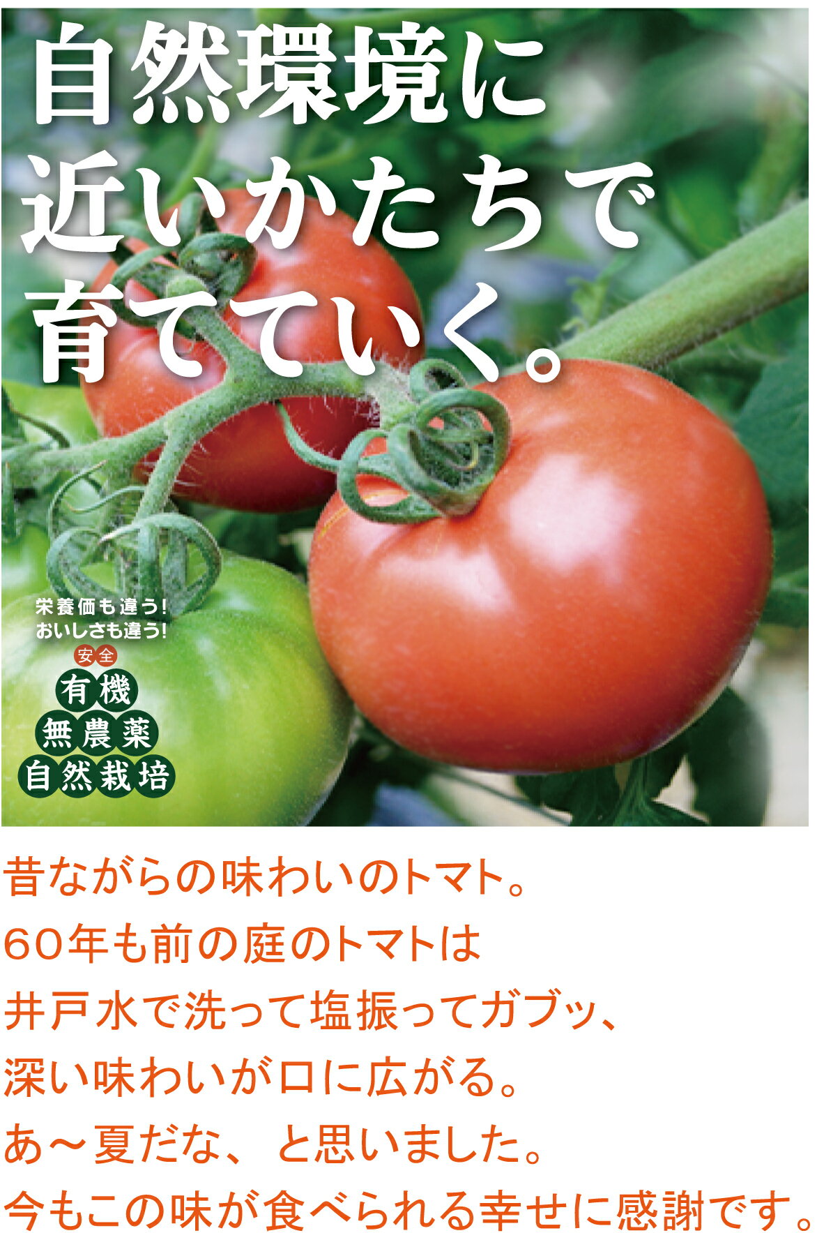 九州野菜有機トマト5個福岡県産有機JAS認証(無農薬・無化成肥料)
