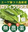 有機ロメインレタス1個★無農薬・無添加★山梨県産★エーゲ海コス島原産人気のコスレタス