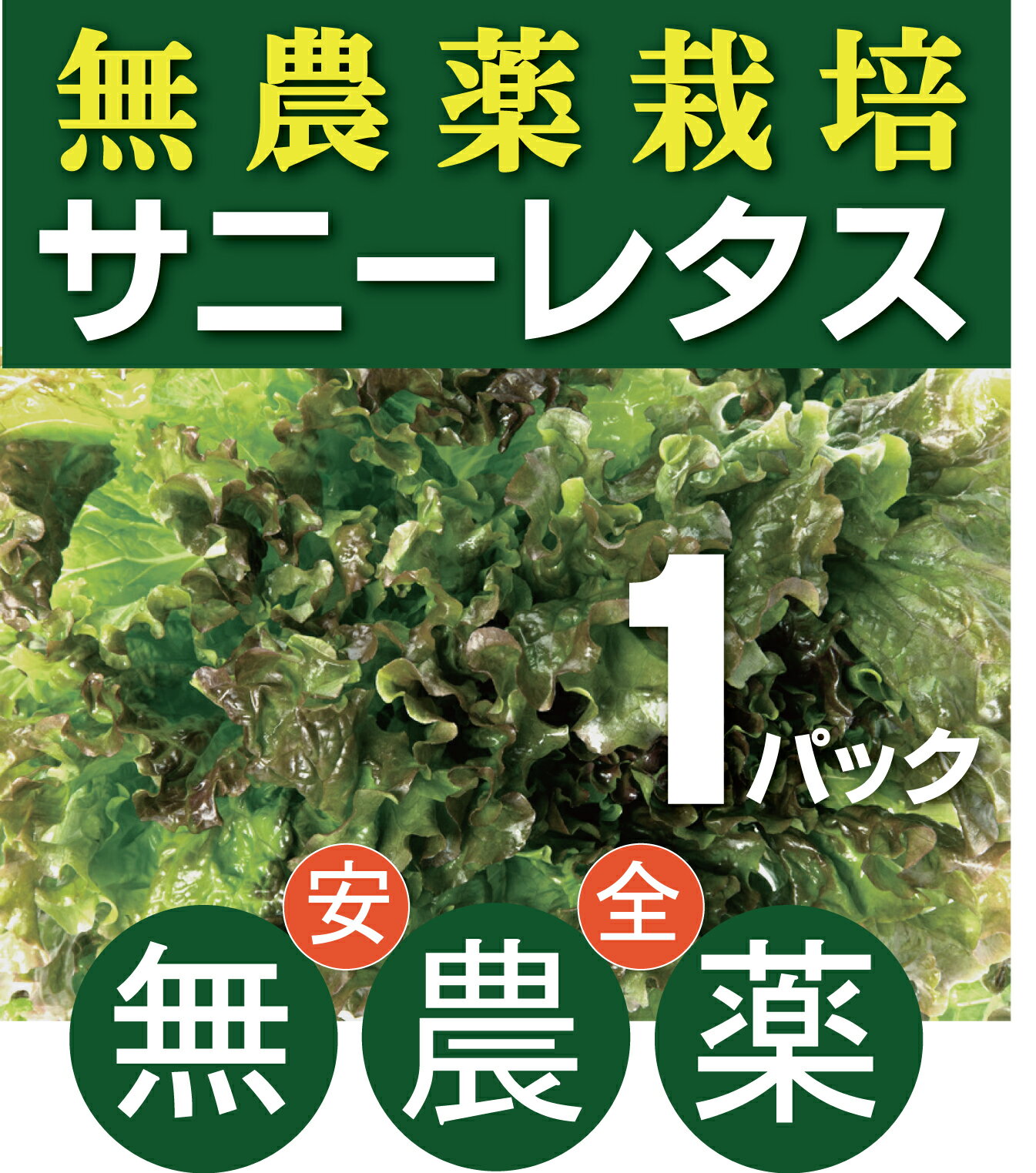 無農薬サニーレタス1パック(1〜2束)★無農薬・無添加★群馬県産