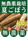 無農薬・固定種ごぼう 夏ごぼう200g×2パック★群馬県太田市産★無農薬・無添加
