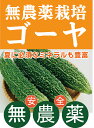 夏の旬 有機ゴーヤ2本 ★無農薬・無添加★千葉産★有機JAS★夏に必須なミネラルが豊富
