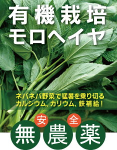 有機モロヘイヤ100g×1パック★有機JAS（無農薬・無添加）★千葉県産有機栽培モロヘイヤ