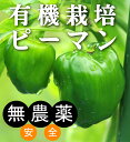有機ピーマン 120g(3~4個)×1パック ★有機JAS認証(無農薬・無添加)★山梨県産★紫外線ケアにビタミン補給
