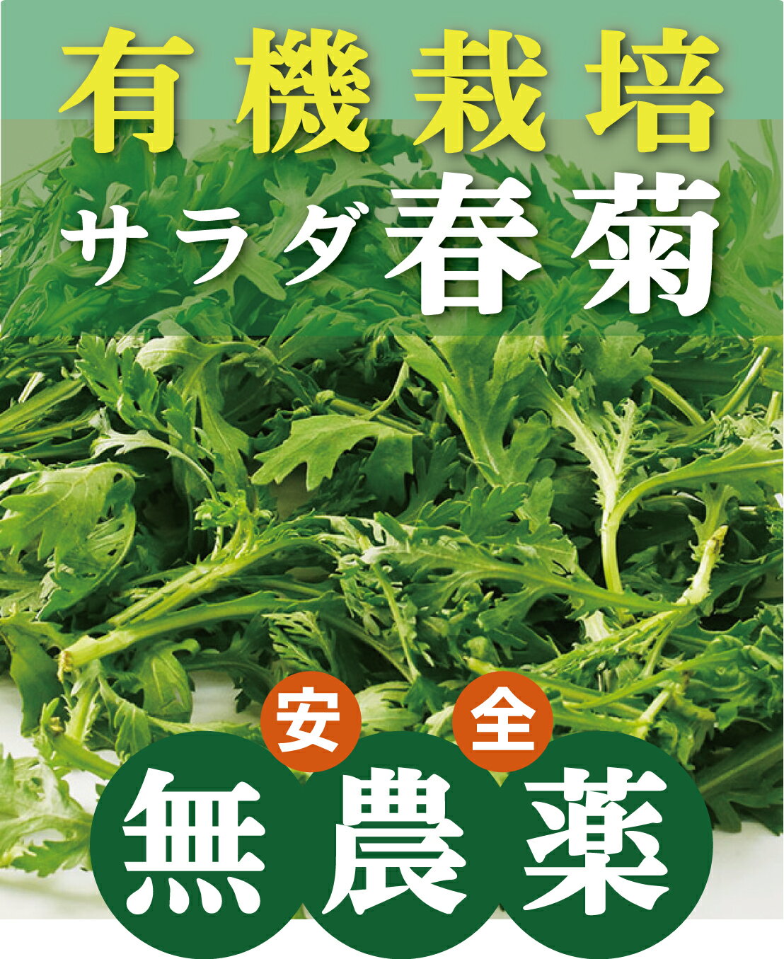 有機春菊サラダ春菊1パック（約 120g）★有機JAS（無農薬・無添加）★島根県産