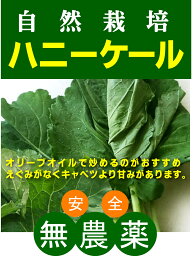 無農薬ケール　自然栽培ハニーケール100gパック　★自然栽培（無農薬・無添加）★群馬県産★Βカロチン、ビタミン、カルシウムなどの含有量は野菜の中でもトップクラス。えぶみがなくキャベツより甘みがあります。炒め物がおすすめ。お子様も食べられます。