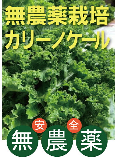 無農薬ケール カリーノケール80gパック ★無農薬・無添加★千葉県産★Βカロチン、ビタミン、カルシウムなどの含有量は野菜の中でもトップクラスです。 無農薬ケール カリーノケール80gパック ★無農薬・無添加★千葉県産★Βカロチン、ビタミン、カルシウムなどの含有量は野菜の中でもトップクラスです。