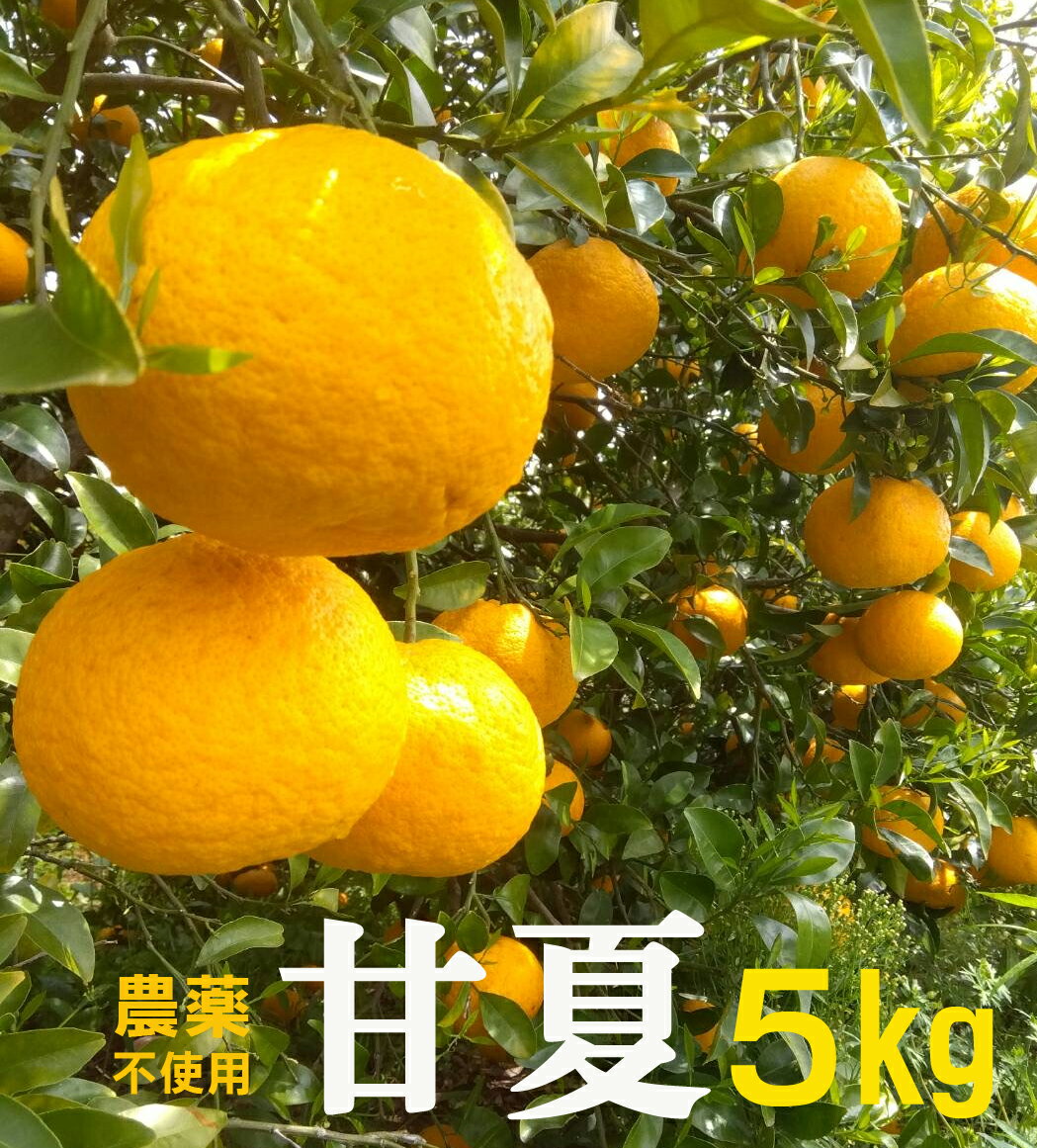 楽天市場】甘平 無農薬の通販 楽天市場】甘平 無農薬の通販