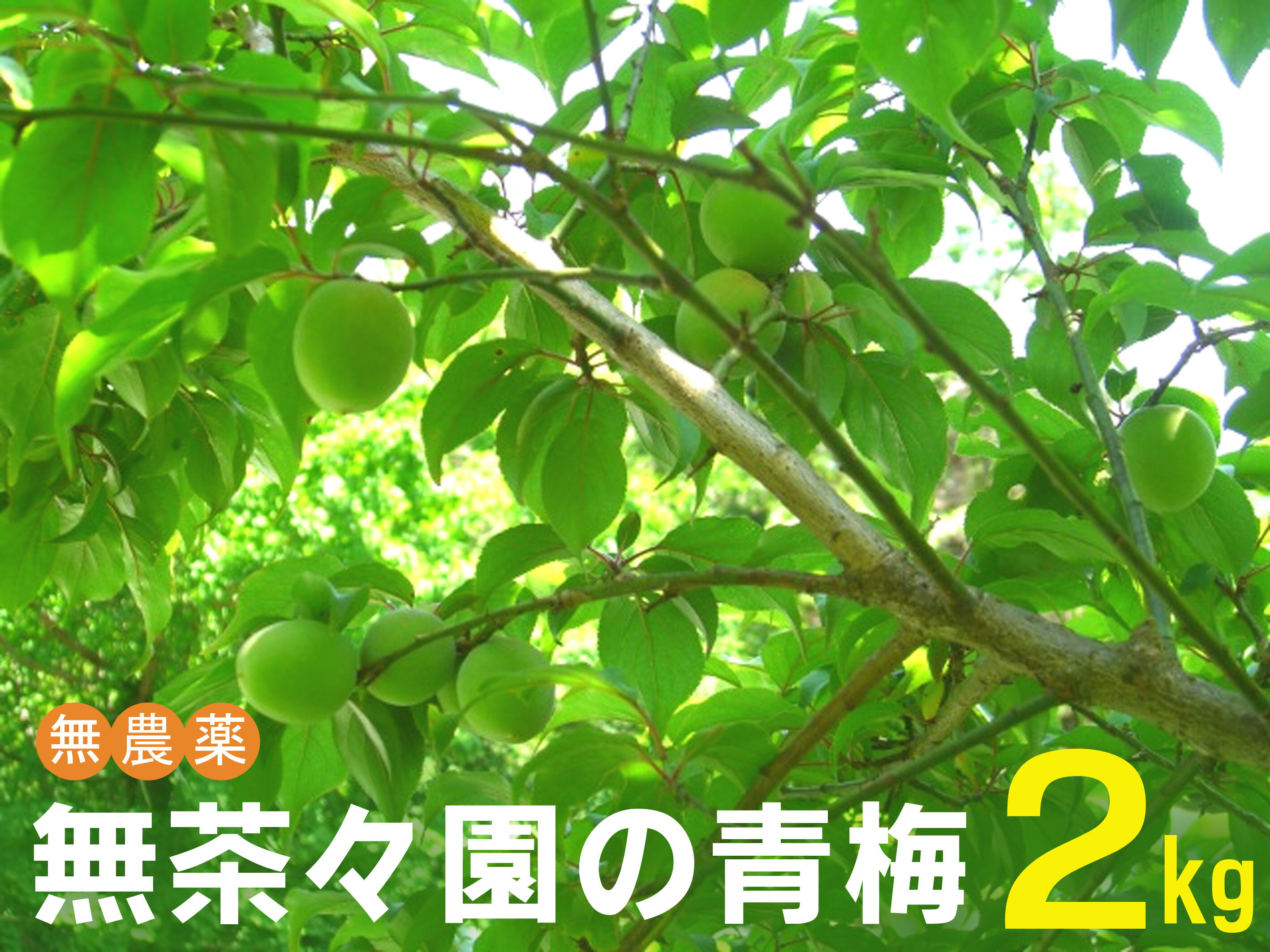 無農薬　無茶々園の青梅（紅さし・南高梅・加賀地蔵の混合）1kg×2パックセット★無農薬・無添加★クール便配送★愛媛県産★色は黄色・やや赤みの付いたものも混じります。※少量生産の為、発送までに日数がかかる場合があります。のサムネイル
