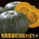 無農薬かぼちゃ1個 無農薬・無化成肥料高知県産