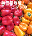 夏の彩 無農薬ミニ・パプリカ150g(3~5個)×2パック ★無農薬栽培・無添加★山梨県北杜市県産★紫外線ケアにビタミン類・β-カロテンが豊富です