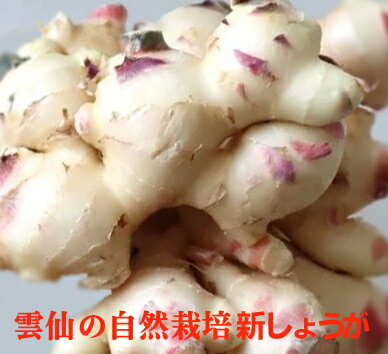 雲仙の自然栽培 新しょうが 100g×1袋★高知産　新生姜★有機JAS・無添加