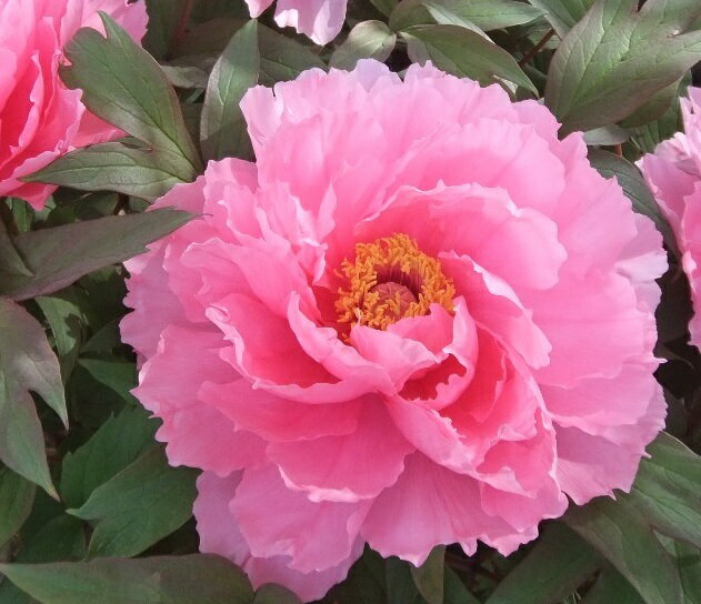 【牡丹】八千代椿（やちよつばき）7寸鉢 2年生程度 ピンク系 〜別名「五月の薔薇」のサムネイル